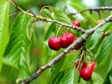 Stapsgewijze Handleiding voor Biologische Verzorging van Fruitplanten